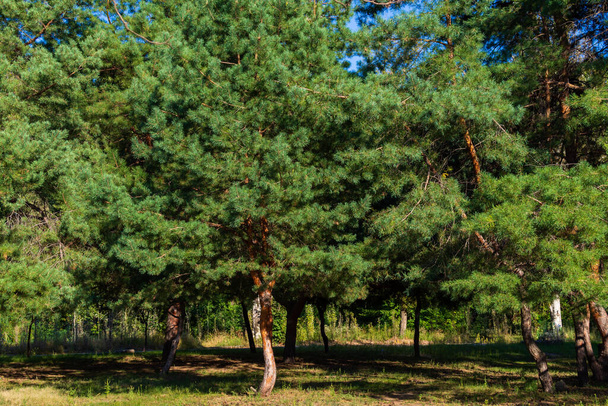 bosque de pino verde denso en un día soleado - Foto, Imagen