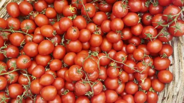 Багато органічних овочевих помідорів у дерев'яному кошику
 - Кадри, відео