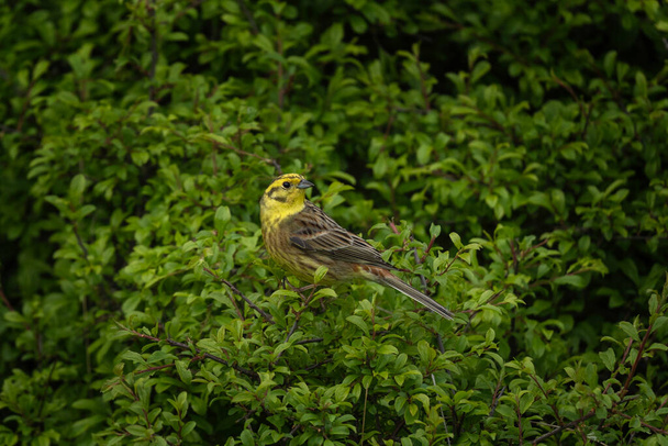 Yellowhammer on the branch. Small yellow bird hides in the bushes. European wildlife.  - Photo, Image