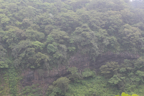 Forests around Cheonjeyeon Falls on Jeju Island in South Korea - Zdjęcie, obraz