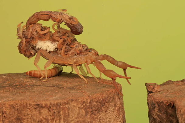 Una madre escorpión (Hottentotta hottentotta) sostiene a sus bebés. - Foto, Imagen