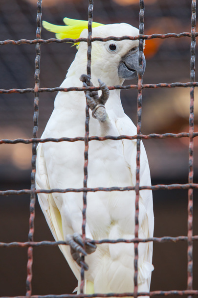 kakadu - Fotoğraf, Görsel