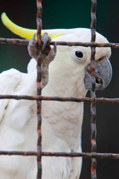 Cockatoo - Photo, Image