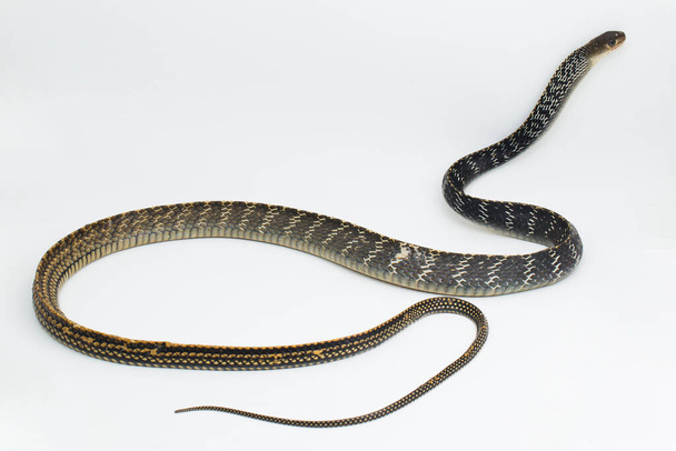 Keeled Rat Snake Ptyas carinata isolated on white background - Photo, Image