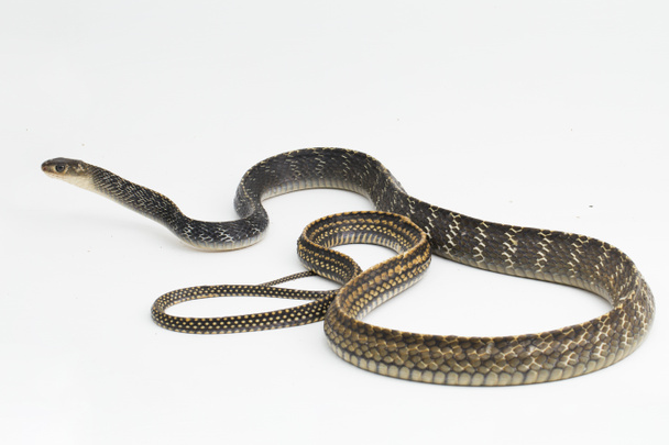 Keeled Rat Snake Ptyas carinata geïsoleerd op witte achtergrond - Foto, afbeelding
