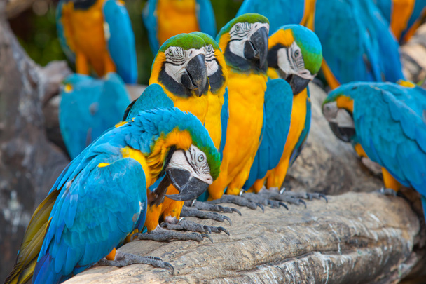 scarlet macaws - Photo, Image