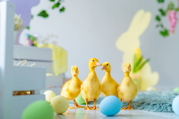 Ducklings walks on Easter studio decoration. Colorful dyed eggs, wooden bunnys, flowers, decorations - Foto, Imagen
