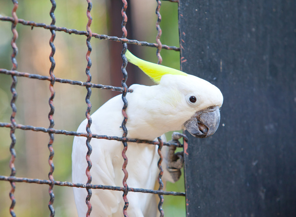 Cacatúa en una jaula
 - Foto, imagen