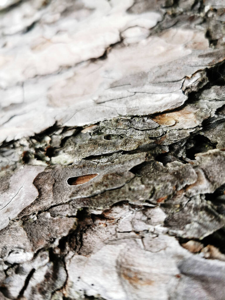 A closeup shot of a textured and old tree bark growing in the forest - Foto, Imagen