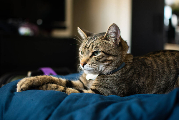 A closeup shot of grumpy cat portrait - Foto, immagini