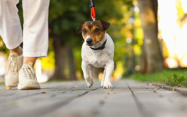 Woman walking cute Jack Russel terrier on leash outdoors - Fotoğraf, Görsel