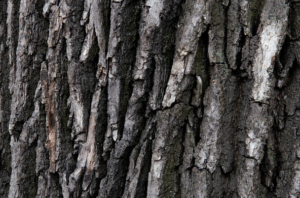 A grayscale shot of a bark texture background - dark nature relief background - Foto, afbeelding