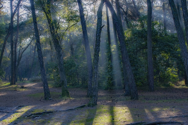 A beautiful view of a forest with trees and the sunlight falling through the branches - Foto, imagen