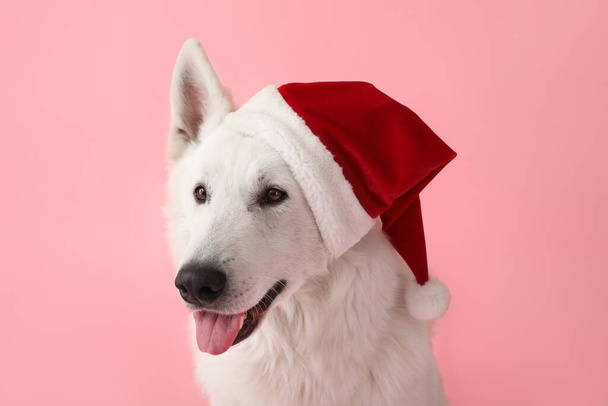 Cute white dog in Santa hat on color background - Foto, afbeelding
