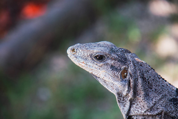 A closeup shot of a Cozumel Spiny Lizard face - Photo, Image