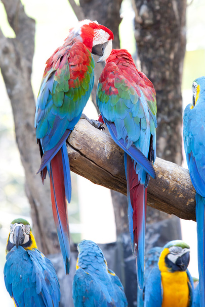 Scarlet Amerika papağanı - Fotoğraf, Görsel