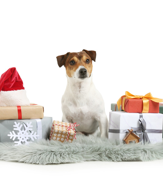 Cute Jack Russel Terrier z prezentów świątecznych na białym tle - Zdjęcie, obraz