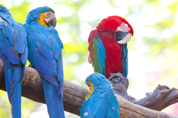 dieprode macaws - Foto, afbeelding