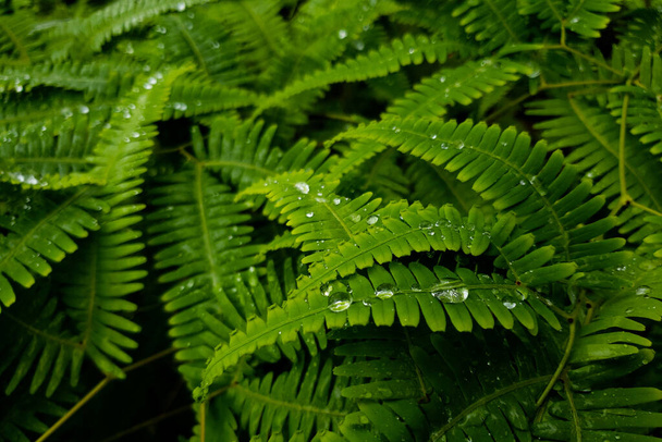 A closeup shot of fern leaves with water droplets on them - Zdjęcie, obraz