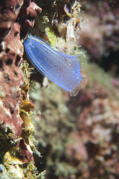 light blue sea squirt - Photo, Image