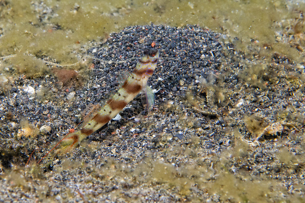Рыба-гоби
 - Фото, изображение