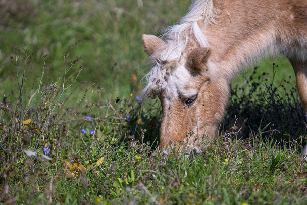 A closeup shot of a horse grazing in the field - Photo, image