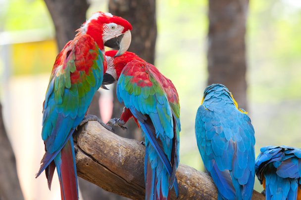 šarlatové macaw - Fotografie, Obrázek