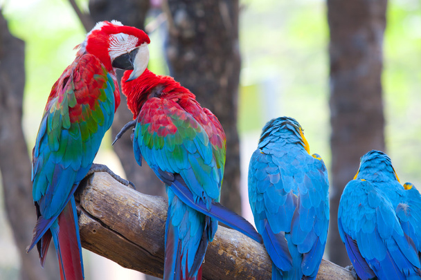 scarlet macaw - Photo, Image