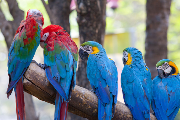 scarlet macaw - Foto, Bild