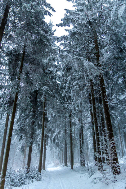 Schmiedefeld近くのテューリンゲンの森の高さの美しい冬の風景-テューリンゲン州 - 写真・画像