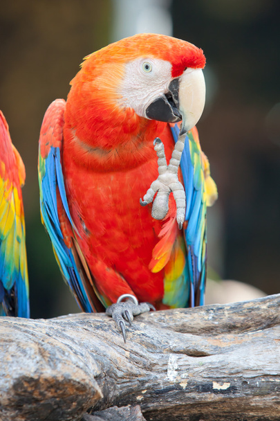 Kızıl papağan. - Fotoğraf, Görsel