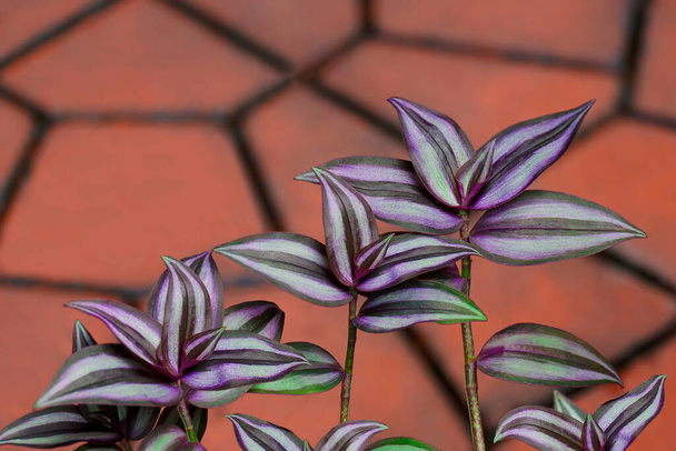 Selective focus at colorful Silver inch plant leaves or Silvery wandering jew are growing on blurred stone pavement background - Photo, Image