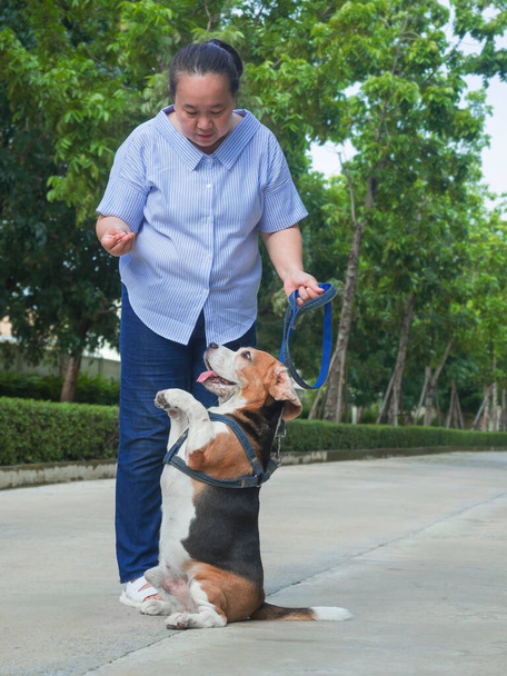 アジア系シニア女性トレーニング彼女のビーグル犬に立って2本足で公園 - 写真・画像