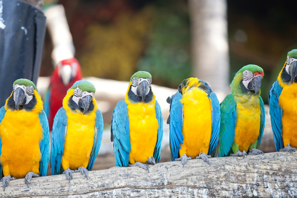 dieprode macaws - Foto, afbeelding