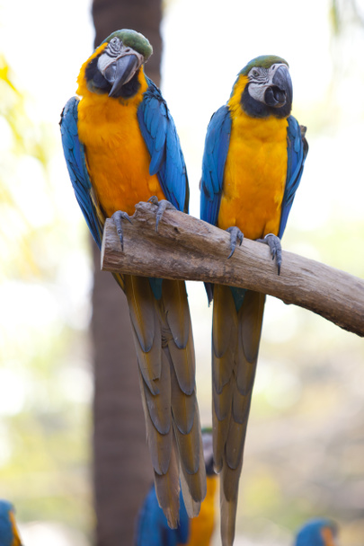 Scarlet Amerika papağanı - Fotoğraf, Görsel