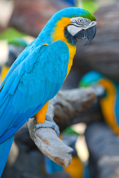 šarlatové papoušky - Fotografie, Obrázek