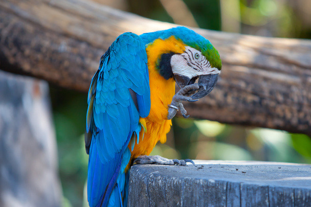 scarlet macaws - Foto, imagen