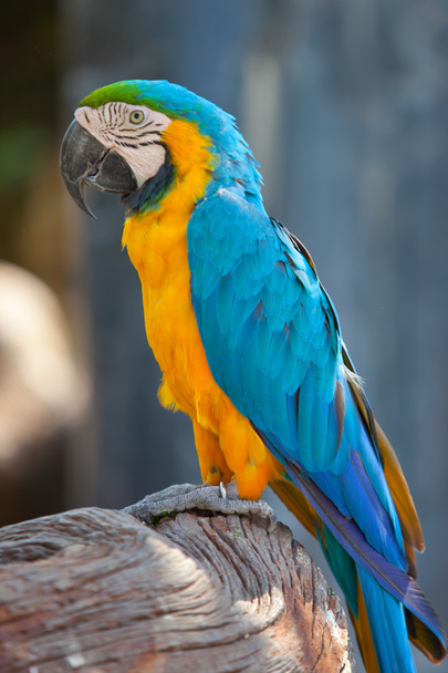 scarlet macaws - Photo, image