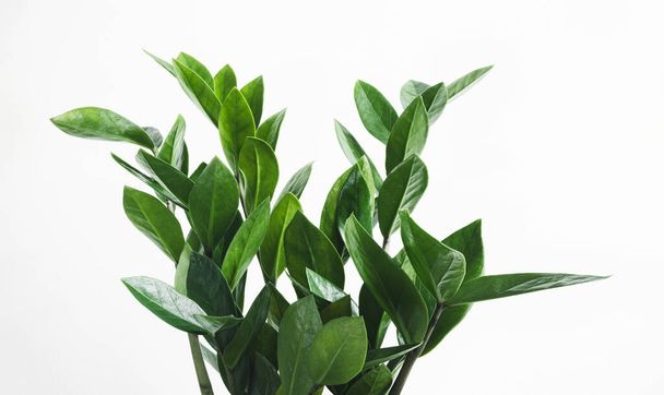 Πράσινα κλαδιά του Zamioculcas, ή zamiifolia zz φυτό close-up, κηπουρική στο σπίτι και σύνδεση με την έννοια της φύσης - Φωτογραφία, εικόνα