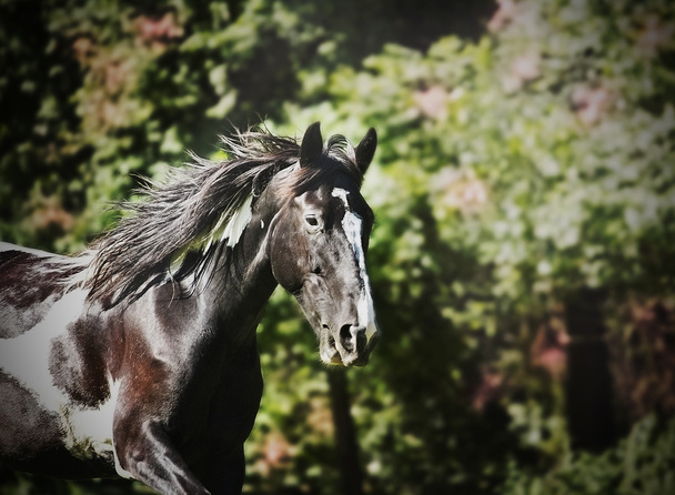 schöner Barock Pinto Pferdehengst läuft in der Natur - Foto, Bild