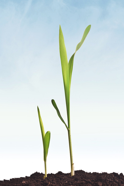 Brotos de plantas jovens de milho crescendo
 - Foto, Imagem
