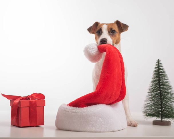 Smart dog jack russell terrier holds a santa claus hat in his mouth. Merry Christmas - Foto, afbeelding