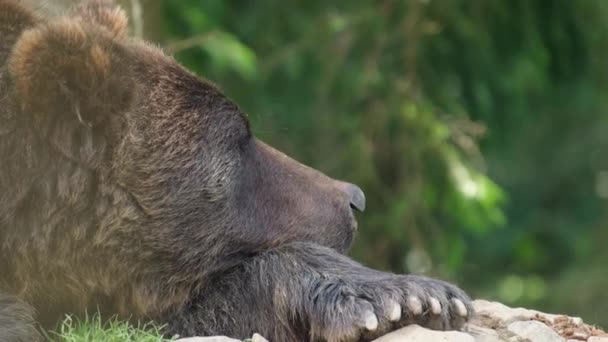 Portrait en gros plan d'un ours brun triste. - Séquence, vidéo