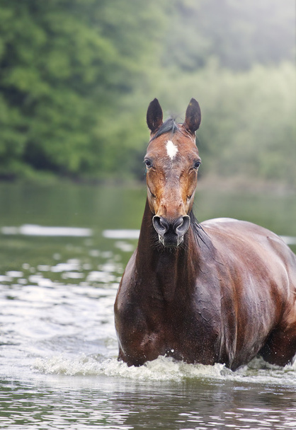 Hermoso caballo pura sangre nada en el lago de agua
 - Foto, Imagen