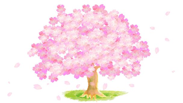 watercolor cherry blossom blooming and petals - Photo, Image