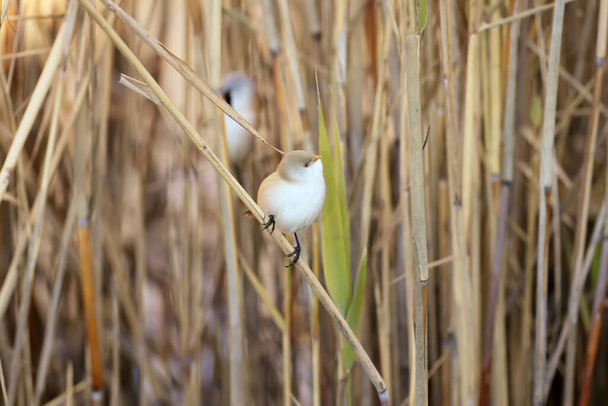 Het vrouwtje met de baard (Panurus biarmicus) zit op een dun riet. Het mannetje verborg zich achter haar. Close-up detailfoto van vogels - Foto, afbeelding