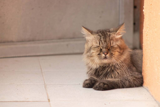 Roztomilý kočka s očima blízko - Fotografie, Obrázek