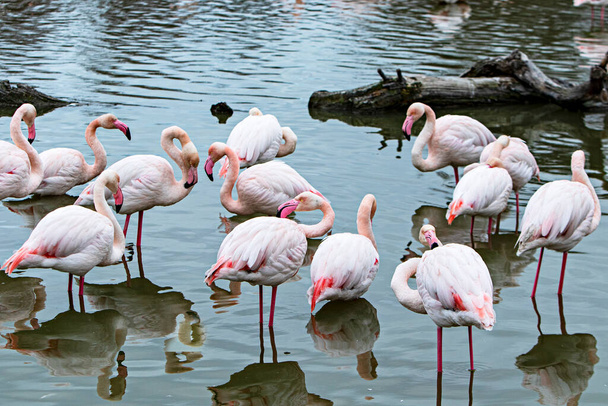 grupo de flamencos en un estanque - Foto, imagen