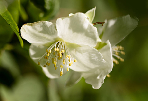 flor branca no fundo verde philadelphus - Foto, Imagem