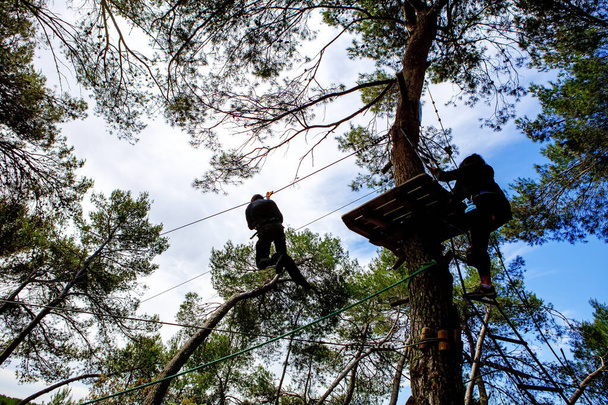 lezení na stromě v parku věnovaném - Fotografie, Obrázek